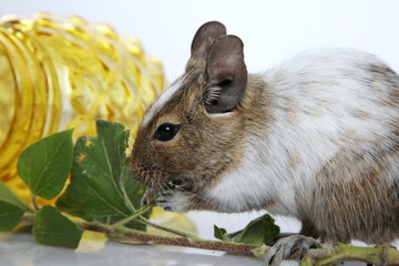 gescheckter Degu