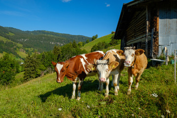 Fototapeta na wymiar Small herd of cows graze in the Alpine meadow in Switzerland