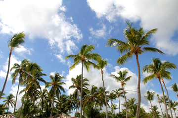 Serenity tropical beach. Summer at a paradise with palm trees, blue sky and clouds 