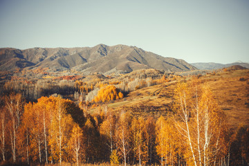 autumn landscapes east Kazakhstan yellow trees forest wood high mountains altay