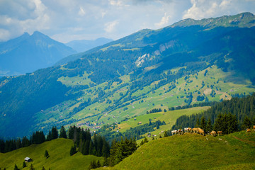 Fototapeta premium Small herd of cows grazing on a mountain pasture in Switzerland