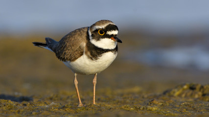 Little ringed plover (Charadrius dubius)