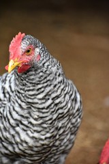close up of a barred rock rooster