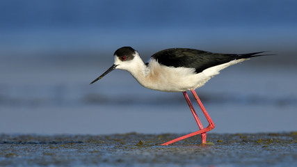 Black Winged Stilt (Himantopus himantopus)