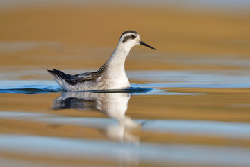 Red necked phalarope in winter plumage
