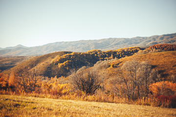 Fototapeta na wymiar autumn landscapes east Kazakhstan yellow trees forest wood high mountains altay