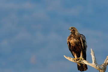 Golden Eagle on a Branch