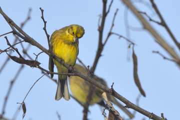 Yellowhammer on a tree branch