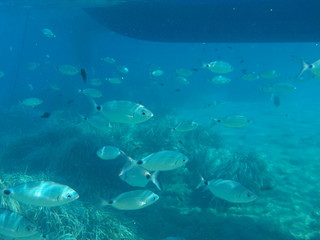 Fototapeta na wymiar Fischschwarm unter Wasser