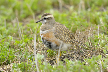 Eurasian Dotterel on green grass