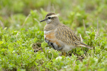 Eurasian Dotterel on green grass