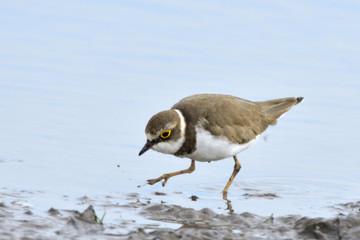 Little ringed plover on water shore