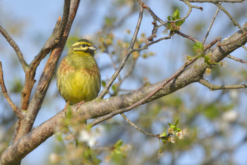Yellowhammer on a tree branch