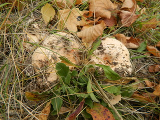 In the autumn forest mushrooms hid among the fallen leaves