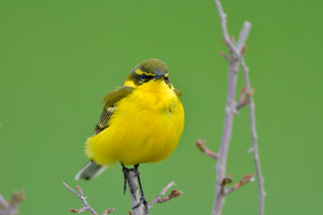 Yellow Wagtail in Springtime