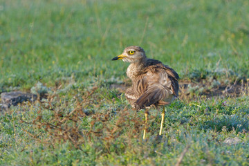 Eurasian stone curlew on the ground