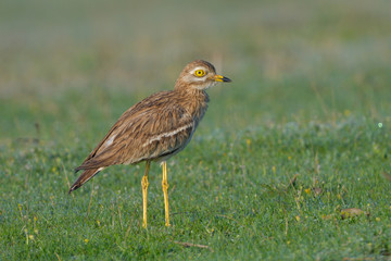 Eurasian stone curlew on the ground