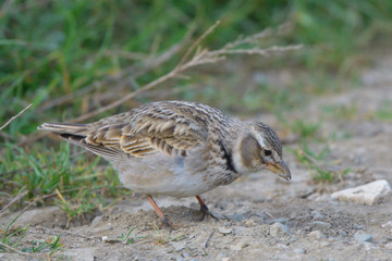 Calandra lark on the ground