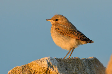 Northern wheatear chick on a rock