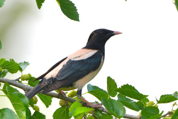 Rosy starling (pastor roseus)