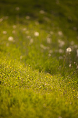 Naklejka premium field of dandelions