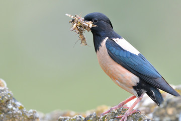 Rosy starling (Pastor roseus)