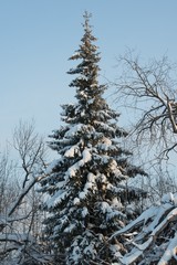 snow-covered spruce