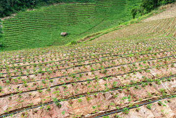 View of Strawberry farm in chiangmai thailand