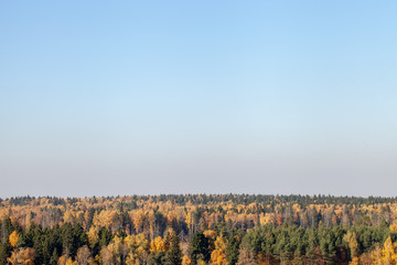 Fototapeta premium Forest with yellow and green trees with a large blue sky.