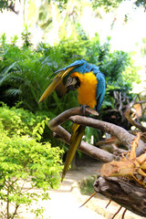 Long-tailed beautiful parrot with colorful feathers. Blue-yellow macaw parrot portrait. Perched parrot is on a branch, covered himself with a wing and cleans feathers
