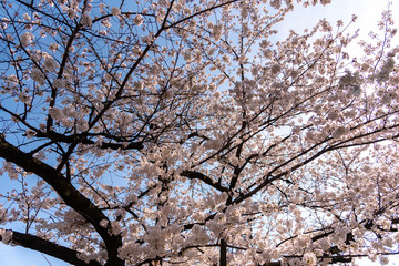満開の桜 春のイメージ