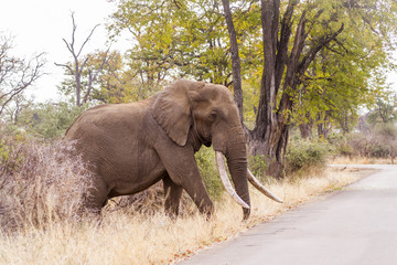 Obraz premium African bush elephant in Kruger National park, South Africa ; Specie Loxodonta africana family of Elephantidae
