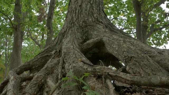 big tree root