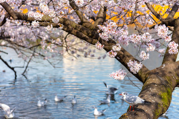 Obraz na płótnie Canvas 桜満開の上野不忍池と群れるユリカモメ