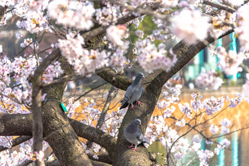 上野不忍池の桜と鳩