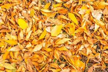 Beautiful background of yellow autumn leaves fallen in the yard, top view