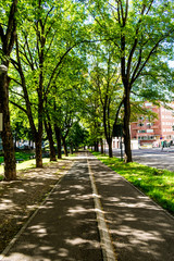 Fototapeta premium alley in the park with trees either side, very green