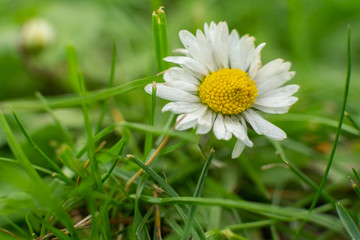 Obraz na płótnie Canvas Daisy flower on a grassy area