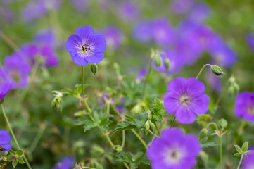 Fototapeta premium Cranesbills group of flowers, Geranium Rozanne in bloom