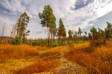 Fototapeta na wymiar Colorful yellow grass at the autumn time.