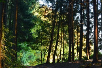 Blick aus dunklem Waldweg auf Waldrand in heller Abendsonne