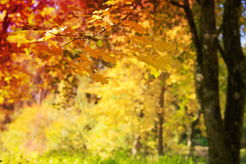 Yellow autumn maple leaves isolated on sunny background.
