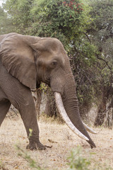 African bush elephant in Kruger National park, South Africa ; Specie Loxodonta africana family of Elephantidae