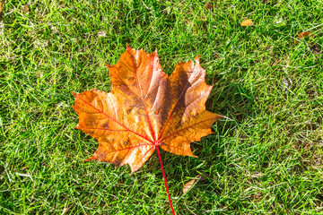 Single orange maple leaf in the morning water dew is lying on a green grass meadow.