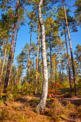 Birch in a autumn pine forest in warm sun light.