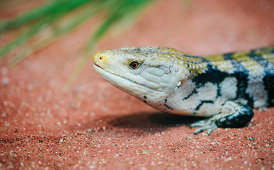 little lizard close up, lizard macro photography