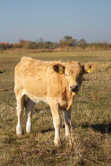 brown calf pasture on a meadow looking at camera