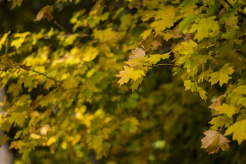 yellow maple leaves in autumn