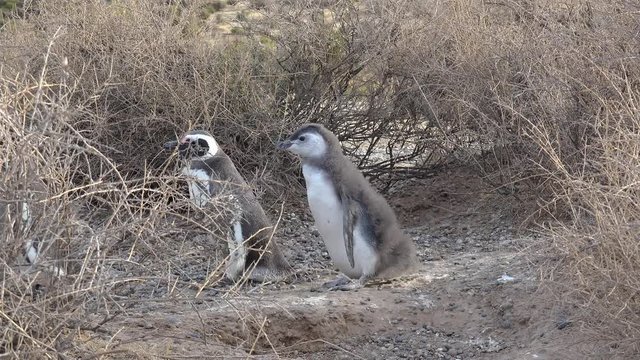 Family of Magellanic Penguin (Spheniscus magellanicus) with the chick. Chick is defecating in the bush. Punta Tombo, Chubut, Argentina