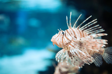Portrait of beautiful venomous lion fish in aquarium